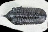 Morocconites Trilobite Fossil - Morocco #108494-3